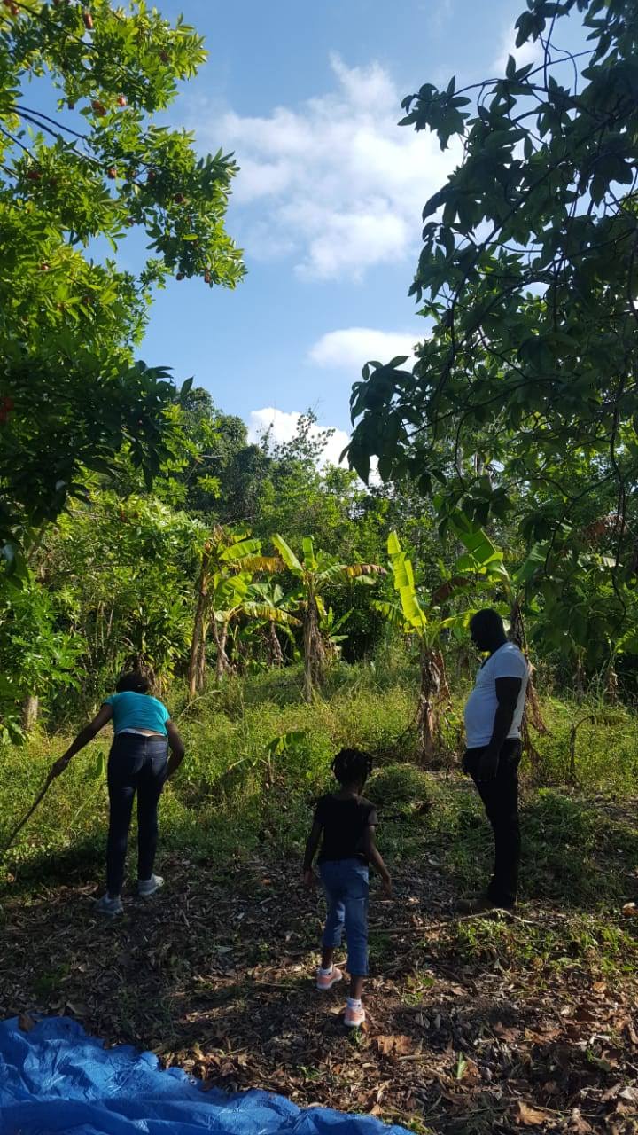 Agricultural PalmTrees